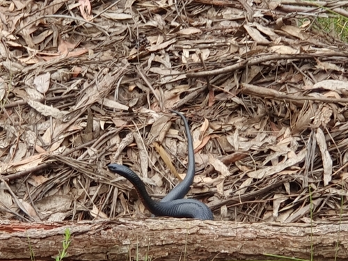 Red-bellied Black Snake sighting