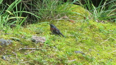 Tarsiger johnstoniae