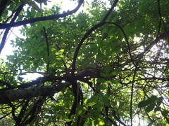 Zanthoxylum zanthoxyloides