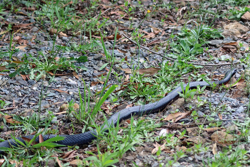 Red-bellied Black Snake sighting