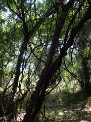 Zanthoxylum zanthoxyloides