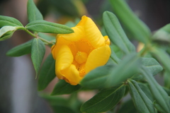 Hypericum hookerianum