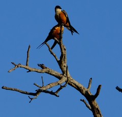 Cecropis senegalensis