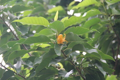 Magnolia champaca