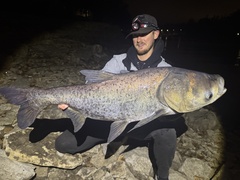 Bighead Carp photo 3