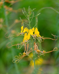 Cleome angustifolia