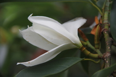 Magnolia maudiae