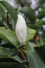Magnolia maudiae