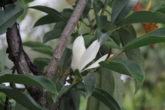 Magnolia maudiae