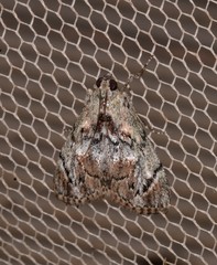 Enchesphora recurvalis