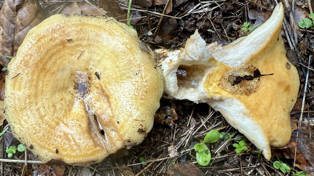 Lactarius alnicola · November 2025 · photo: © hllrnnr (iNaturalist, cc0)