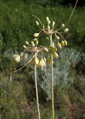Allium flavum tauricum