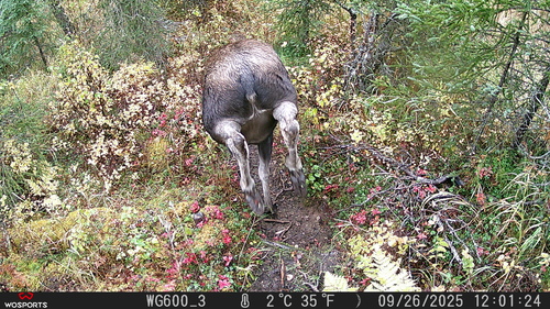 Alaskan Moose photographed in Alaska