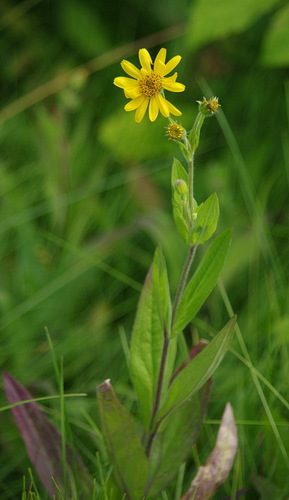Chamisso arnica