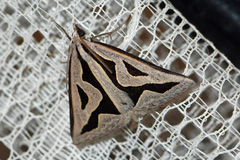 Dichromodes personalis