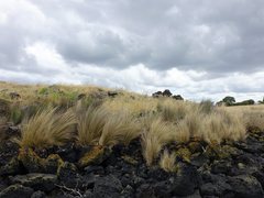 Austrostipa stipoides