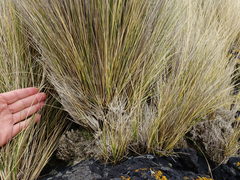 Austrostipa stipoides