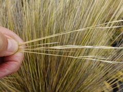 Austrostipa stipoides