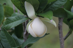 Magnolia coco