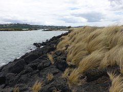 Austrostipa stipoides