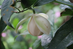 Magnolia coco