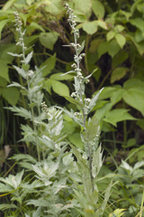 Artemisia koidzumii