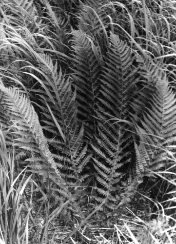 Polystichum microchlamys iNat (2)