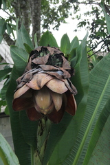 Ensete superbum