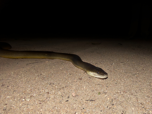 Water Python sighting