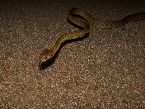Brown Tree Snake sighting
