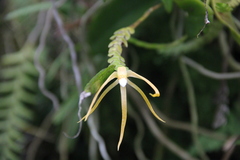 Thrixspermum centipeda