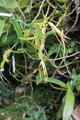 Thrixspermum centipeda