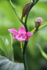 Phaius mishmensis