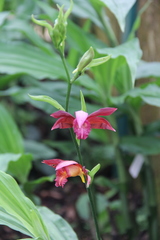 Phaius mishmensis