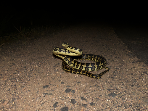 Jungle Carpet Python sighting