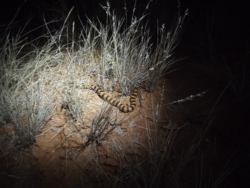 Southern Desert Banded Snake sighting