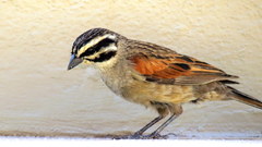 Emberiza capensis cinnamomea