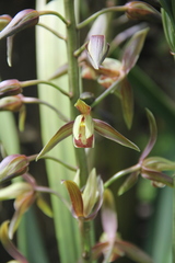 Cymbidium sinense