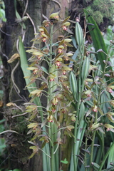 Cymbidium sinense