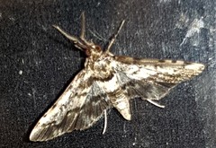 Nacoleia amphicedalis