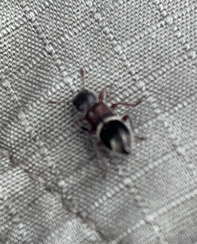 Blackburniella, 2025-11-19