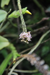 Smitinandia micrantha