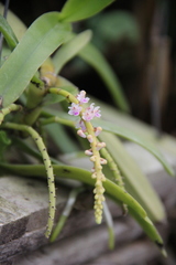 Smitinandia micrantha