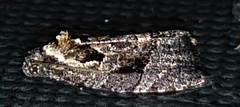 Asthenoptycha hemicryptana