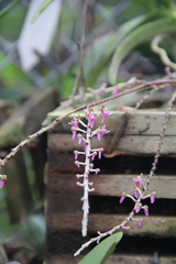 Gastrochilus obliquus