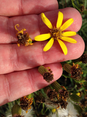 Senecio riddellii