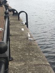 Chroicocephalus ridibundus