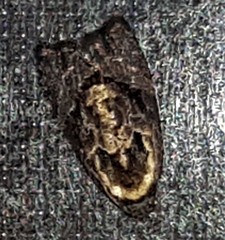 Asthenoptycha hemicryptana