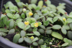 Trichotosia dasyphylla