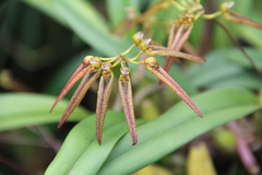 Bulbophyllum helenae